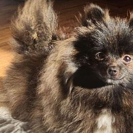 Pepper - Pomeranian