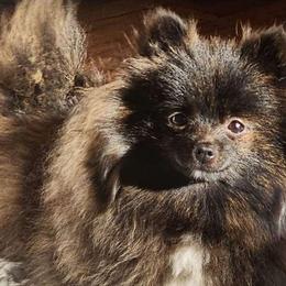 Pepper - Pomeranian