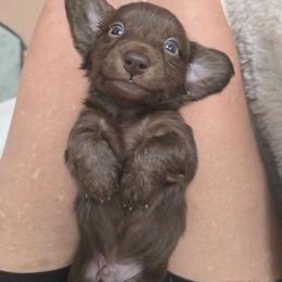 Hershey - Chocolate male Dachshund puppy in Nine Mile Falls, Washington from River Run Doxies