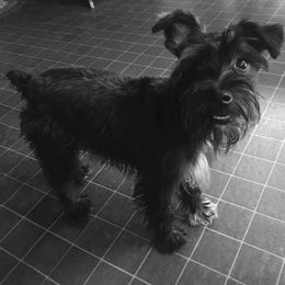 Miniature Schnauzers from Fur Covered Angels