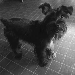 Miniature Schnauzers from Fur Covered Angels