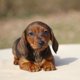 Dachshund Puppies from Mom's Dachshunds