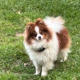 Bentley - Chocolate merle male Pomeranian puppy in Douglas, Massachusetts from Country Oak Poms LLC