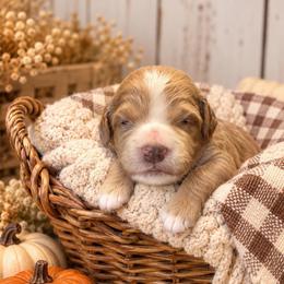 Gravy - Red  male Goldendoodle puppy in Atwood, Oklahoma from Luxe Doodle Haven