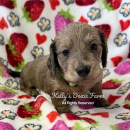 Shaded Cream Male Longhair Green Collar - Cream male Dachshund puppy in Cleveland, Tennessee from Kelly's Doxie Farm