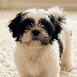 Trixie - Shih Tzu