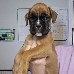 Girl 2 - Brindle female Boxer puppy in Piedmont, South Carolina from SmashBox Kennel