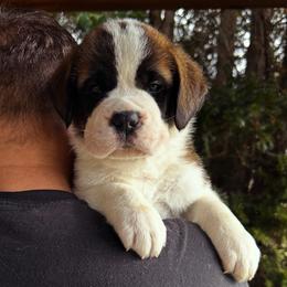 Orange Collar - Brown and white male Saint Bernard puppy in New York from Johnson Farms