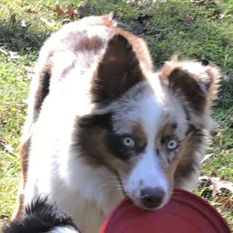 Bridget - Australian Shepherd