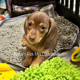Girl 2 - Chocolate and tan female Dachshund puppy in Lakeland, Florida from Ruthie’s Rich Mini Dachshunds