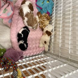 Cavalier King Charles Spaniel Puppies from Reynolds Farms Cavaliers