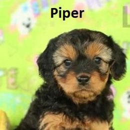 Cavapoo Puppies from Jessie's Puppies