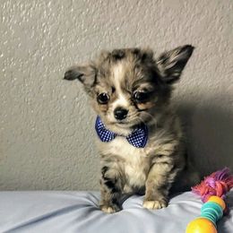Scooby - Blue merle male Chihuahua puppy in Redding, California from Akc ivy league chihuahua .  Com