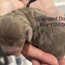 Black Collar - Fawn (Isabella) male Dachshund puppy in Belfair, Washington from Devoted Doxies, Lorraine’s Yorkies