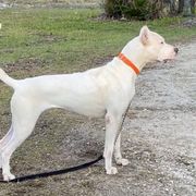 Mia - Dogo Argentino