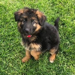 German Shepherd Puppies from Carrithers Kennels