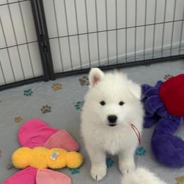 Red Boy - White and biscuit male Samoyed puppy in Waddell, Arizona from Saratoga Samoyeds