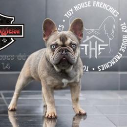 Harley - French Bulldog