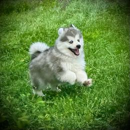Happy, (the happiest Puppy ever). - male Pomsky puppy in Perkins, Oklahoma from A-Dream Pomsky Kennel