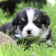 Pembroke Welsh Corgi Puppies from Cosmere Corgis