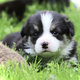Pembroke Welsh Corgi Puppies from Cosmere Corgis
