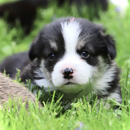 Pembroke Welsh Corgi Puppies from Cosmere Corgis