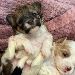 Betty - Red sable female Havanese puppy in Clermont, Florida from Country Sweet Havanese and Creative Coaching