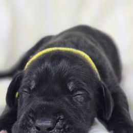 Graham cracker - Black Great Dane puppy in Granby, Missouri from F5