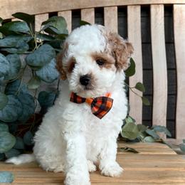 Casper - Parti male Goldendoodle puppy in Runaway Bay, Texas from Green Ranch Doodles