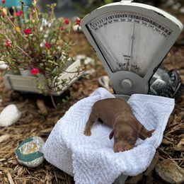 Girl 1 - Chocolate and tan female Dachshund puppy in Crestview, Florida from Neverending Dachies