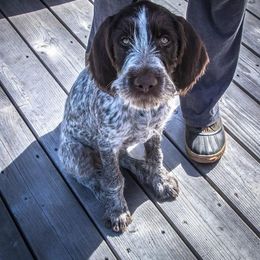 German Wirehaired Pointer Puppies from Anvil Wires