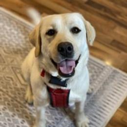 Star - Labrador Retriever