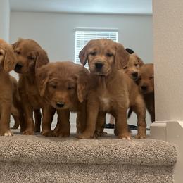 Golden Retrievers from Hidden Oaks Golden Retrievers