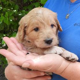 George - Apricot male Pyredoodle puppy in Prescott, Washington from Washington Pyredoodles