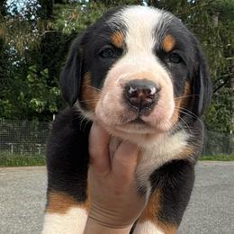 White Collar Girl - Black, white and red female Greater Swiss Mountain Dog puppy in Knoxville, Maryland from Dahlgren Swissys