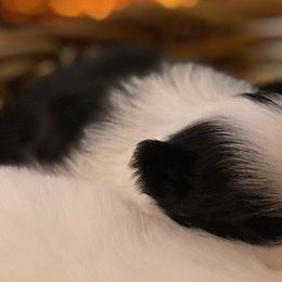 Boy 2 - Black parti Pomeranian puppy in San Diego, California from PS pomeranians