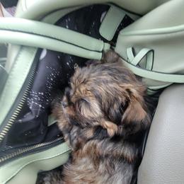 Great Dane and Yorkshire Terrier Puppies from Chuck City Danes