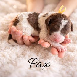 Pax - Brown male Whoodle puppy in Knoxville, Tennessee from Fleury Farm Doodles TN