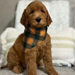 Dopey- Green - Red  male Goldendoodle puppy in Bay City, Texas from Charming Doods Goldendoodles