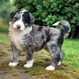 Superman - Blue merle male Aussiedoodle puppy in Bedford, Virginia from Brandt Farms Aussiedoodles