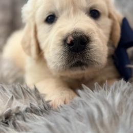 Apollo - Light golden male Golden Retriever puppy in Shingle Springs, California from Creamy Retrievers