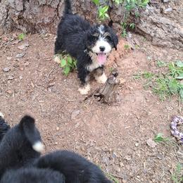 Assorted Doodle Crosses, Bernedoodle, Goldendoodle, and Poodle Puppies from Williams Lake Doodles