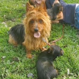 Lucy - Australian Terrier