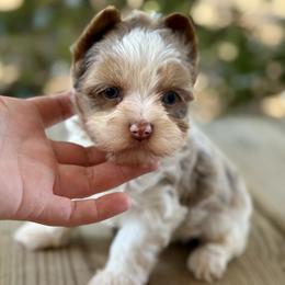 Charming - Chocolate, tan and white male Yorkshire Terrier puppy in Hardin, Texas from Katrinas puppies