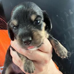 Rue - Black and tan female Dachshund puppy in Bigfork, Minnesota from Dachshunds Up North