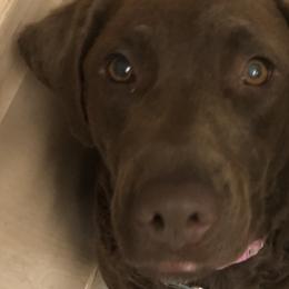 Chesapeake Bay Retrievers from Birdsview Chesapeake Kennel