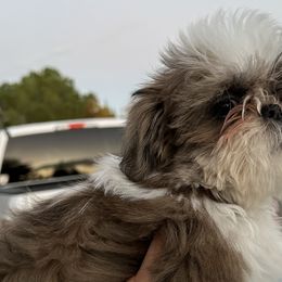 Darla - Shih Tzu puppy in California from Precious Shih Tzus