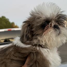 Darla - Shih Tzu puppy in California from Precious Shih Tzus