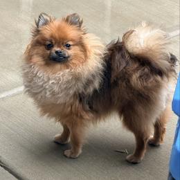 Ciel - Pomeranian