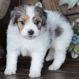 Girl 4 - Blue merle female Aussiedoodle puppy in Lawton, Oklahoma from Lindsey’s Aussies